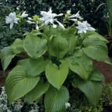 Hosta Venus Pkhosven - Garden Express Australia