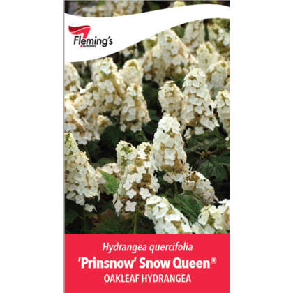 Hydrangea Snow Queen P20hydsqu - Garden Express Australia