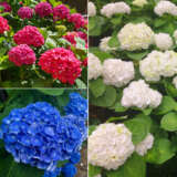 Hydrangea Spring Collection 1 2025 Colhydsc1 - Garden Express Australia