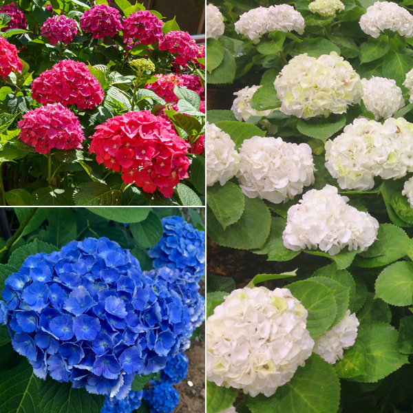 Hydrangea Spring Collection 1