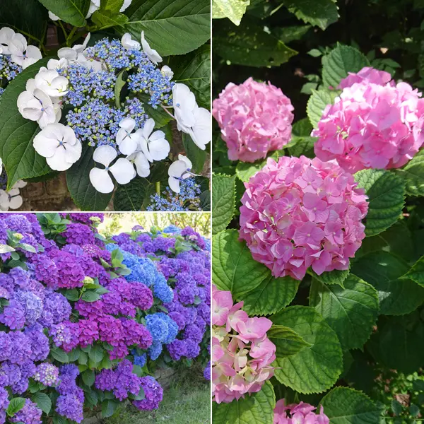 Hydrangea Spring Collection 2 Hydrangea Spring Collection 2