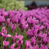 Lavender The Princess P14lavprs - Garden Express Australia