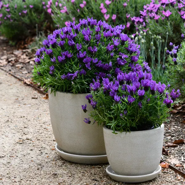 What Are Polytunnels: The Ultimate Garden Tool To Boost Your Crop Growth Lavinnova Lavender The Prince P14lavtpr - Garden Express Australia