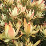 Leucadendron Maui Sunset P20lcdmsu - Garden Express Australia