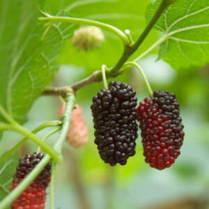 Mulberry Black English P25mulben - Garden Express Australia