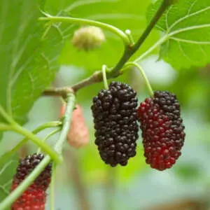 7 Easy Fruit Trees To Grow In Australia: A Beginner’s Guide To Backyard Harvests Mulberry Black English P25mulben - Garden Express Australia