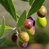 Olive Kalamata Pplolikal - Garden Express Australia