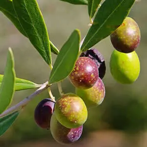 7 Easy Fruit Trees To Grow In Australia: A Beginner’s Guide To Backyard Harvests Olive Kalamata Pplolikal - Garden Express Australia