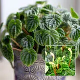 Peperomia Lilian P10peplil - Garden Express Australia