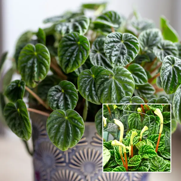 Peperomia Lilian