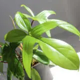 Philodendron Florida P10phiflo - Garden Express Australia
