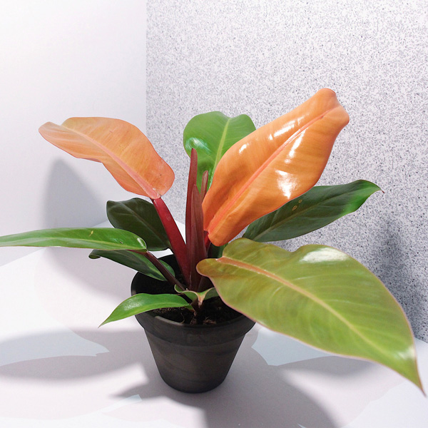 Philodendron Prince Of Orange