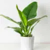 Indoor Plants That Provide More Oxygen Philodendron Thai Congo P10phitco - Garden Express Australia