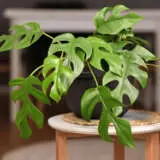 Philodendron Minima P10phimin - Garden Express Australia