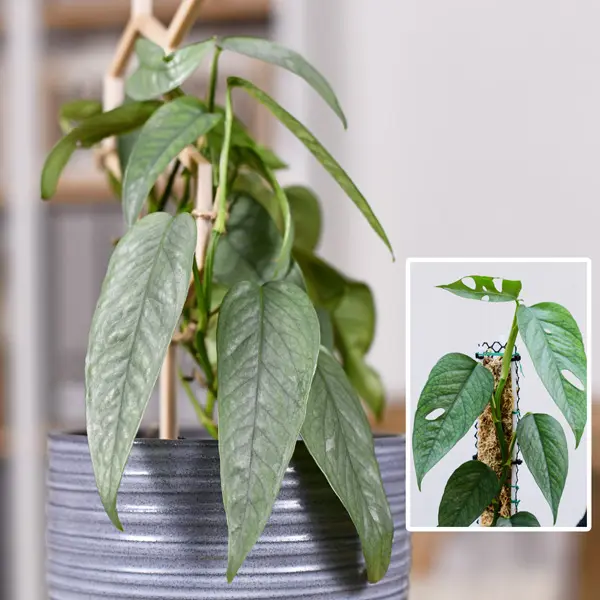 Pothos Cebu Blue Pothos Cebu Blue