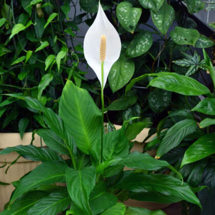 Spathiphyllum Peace Lily Pablo P10spapab - Garden Express Australia