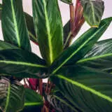 Stromanthe Sanguinea P10strsan - Garden Express Australia