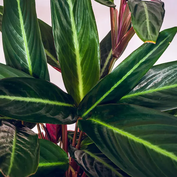 Stromanthe Sanguinea