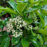 Sweet Viburnum Lposwevib - Garden Express Australia