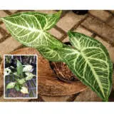 Syngonium Batik 1 P10synbat - Garden Express Australia