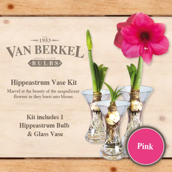 Vb Hippeastrum Vase & Bulb Kit – Pink Vb Hippeastrum Vase & Bulb Kit – Pink