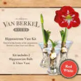 Vb Hippeastrumvase Red White - Garden Express Australia