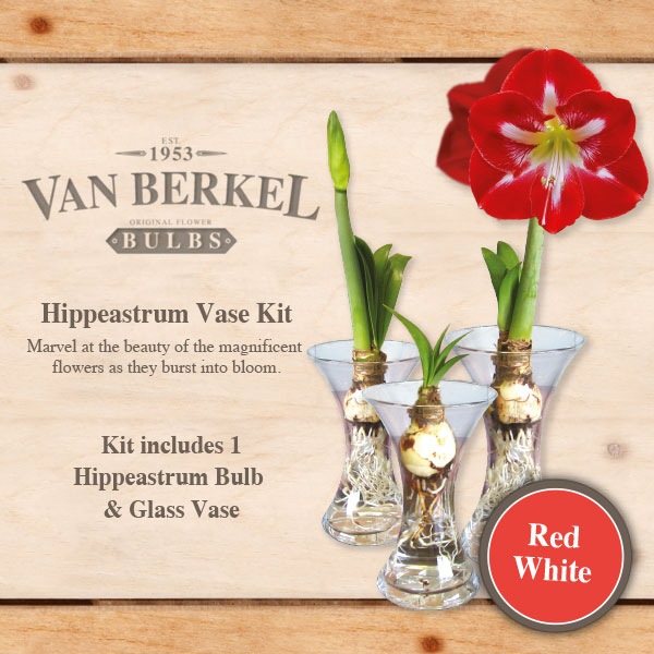 Vb Hippeastrum Vase & Bulb Kit – White