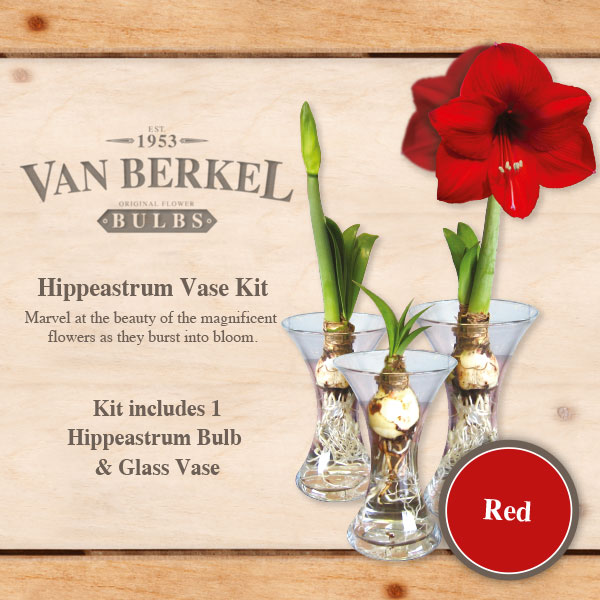 Vb Hippeastrum Vase & Bulb Kit – White