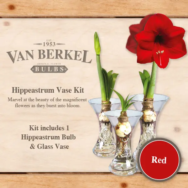 Vb Hippeastrum Vase & Bulb Kit – Red