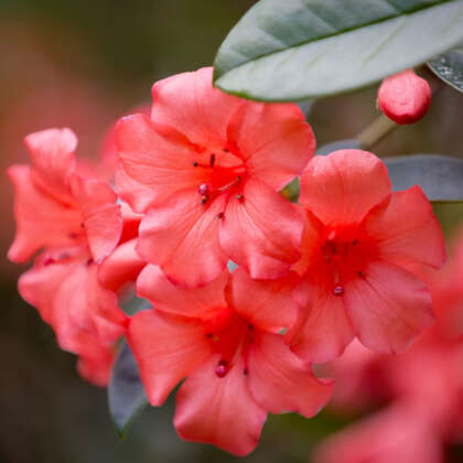 Vireya Rhododendron Birat Red P14virbre - Garden Express Australia