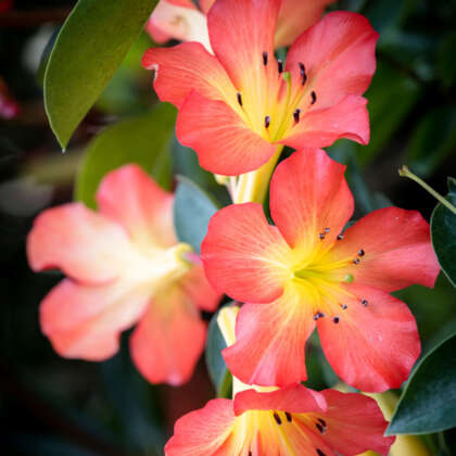 Vireya Rhododendron Blaze Of Glory P14virbog - Garden Express Australia