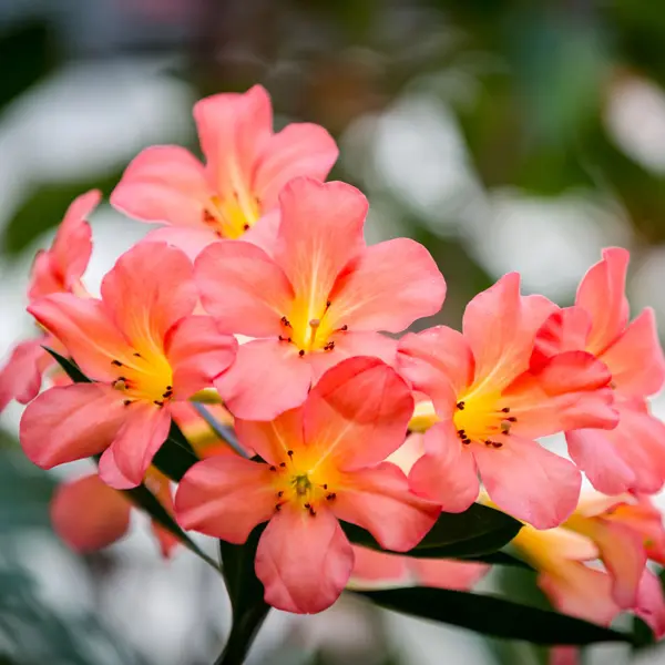Vireya Rhododendron Coral Seas