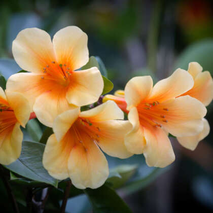 Vireya Rhododendron Dixie P14virdix - Garden Express Australia