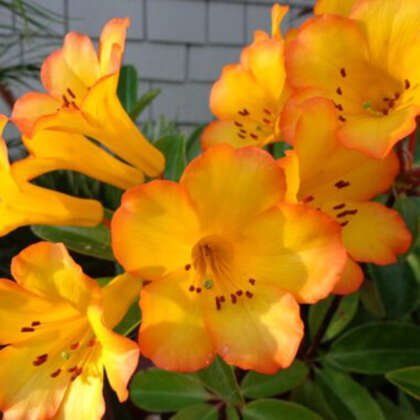 Vireya Rhododendron Haloed Gold P14virhgo - Garden Express Australia