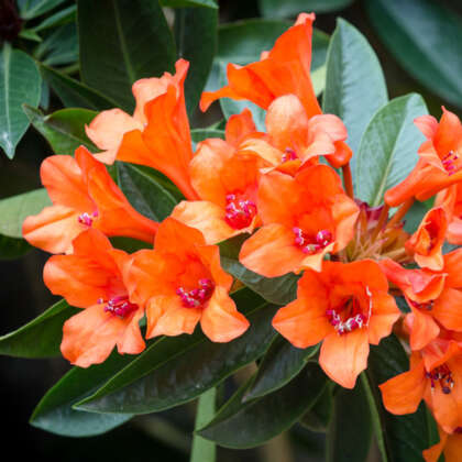 Vireya Rhododendron Inferno P14virinf - Garden Express Australia