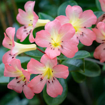 Vireya Rhododendron Kisses P14virkis - Garden Express Australia