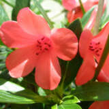 Vireya Rhododendron Lochiae