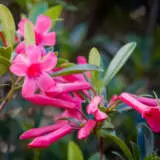 Vireya Rhododendron Magenta P14virmag - Garden Express Australia
