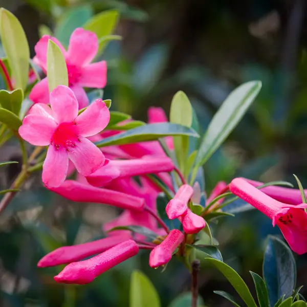 Vireya Rhododendron Magenta