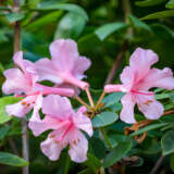 Vireya Rhododendron Pink Swan P14virpsw - Garden Express Australia