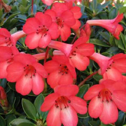 Vireya Rhododendron Saxon Glow P14virsgl - Garden Express Australia