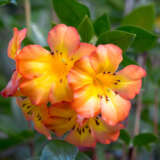 Vireya Rhododendron Simbu Sunset P14virssu - Garden Express Australia