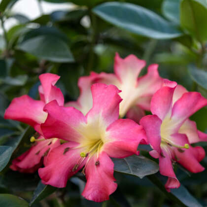 Vireya Rhododendron Strawberry Parfait P14virspa - Garden Express Australia