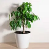 Weeping Fig P10weefig - Garden Express Australia