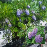 Wisteria Amethyst Falls P20wisafa - Garden Express Australia