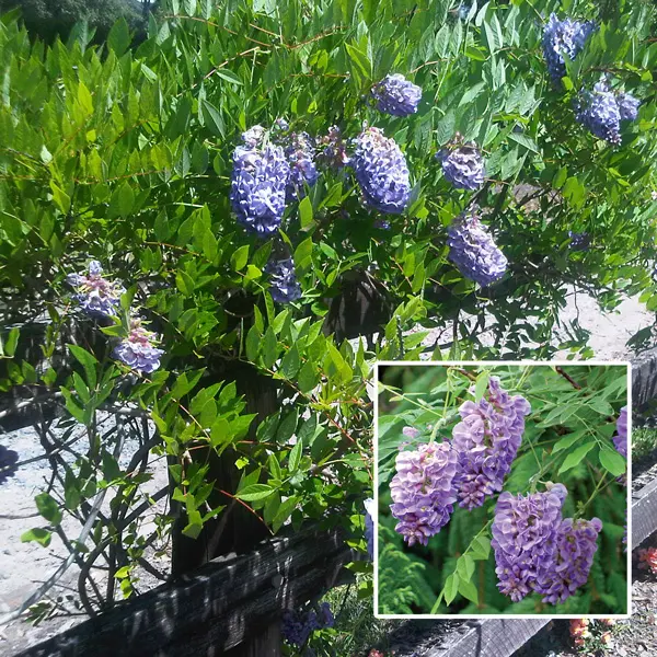 Wisteria Amethyst Falls (pbr)