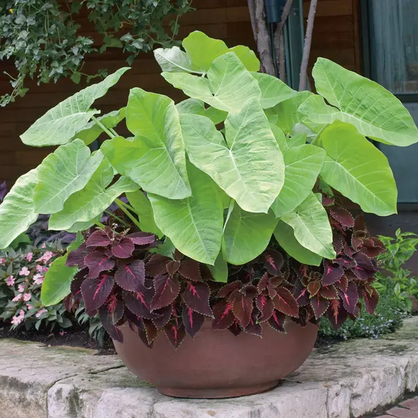 Xanthosoma Lime Zinger