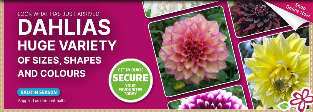 Dahlias are Here - Garden Express Australia
