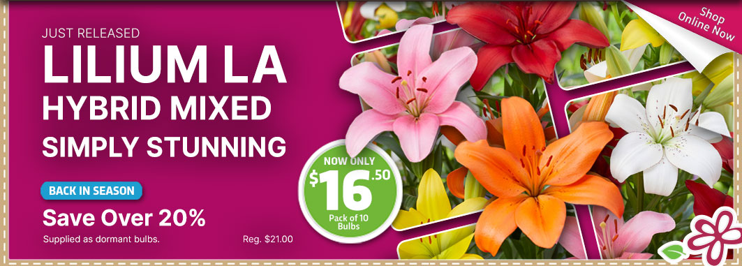 Lilium LA Hybrid Mixed - Garden Express Australia