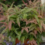 Adiantum Rosy Maidenhair Fern P68adirmh - Garden Express Australia